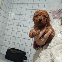 Mini barboncini toy red Brown