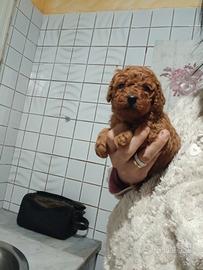 Mini barboncini toy red Brown