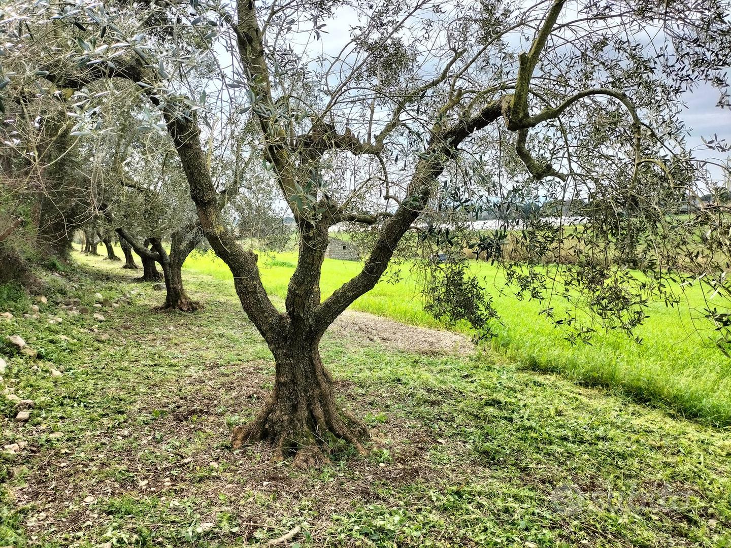 Terreno agricolo con piccolo rudere(come da foto) - Altro