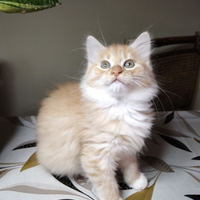 Gattini Siberiani ipoallergenici