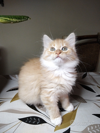 Gattini Siberiani ipoallergenici