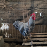 Gallo