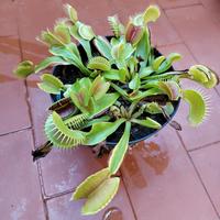 Pianta carnivora Dionea Muscipula-acchiappamosche