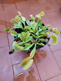 Pianta carnivora Dionea Muscipula-acchiappamosche