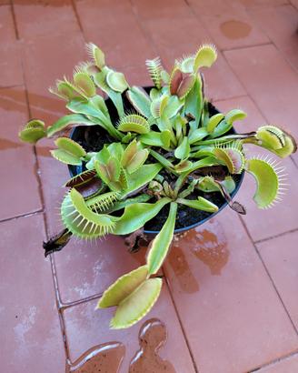 Pianta carnivora Dionea Muscipula-acchiappamosche