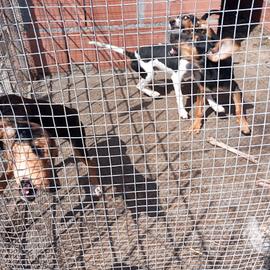 cani da caccia