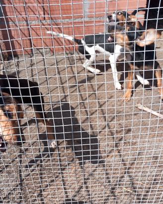 cani da caccia