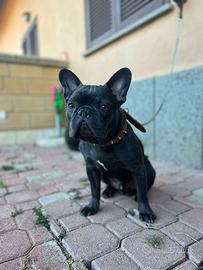 Bulldog francese per monta