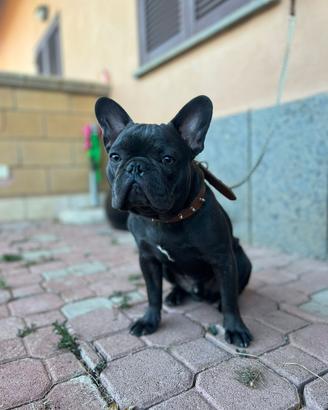 Bulldog francese per monta