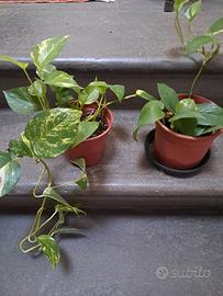 Piante pothos