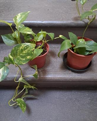 Piante pothos
