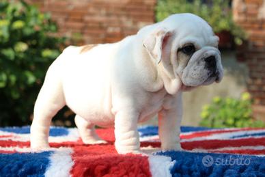 Cucciolo bulldog inglese maschio