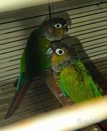 Coppia Conuri Guance Verdi