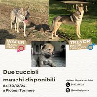 Cane lupo cecoslovacco maschio