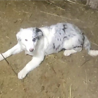 Cuccioli border collie con pedigree