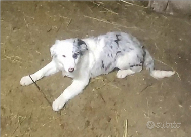 Cuccioli border collie con pedigree