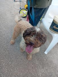 Lagotto e figlio