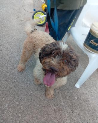 Lagotto e figlio