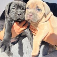 Cucciole di Cane Corso