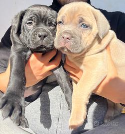 Cucciole di Cane Corso