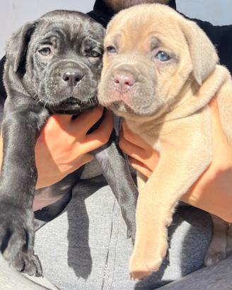 Cucciole di Cane Corso