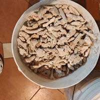 attrezzatura acqaurio