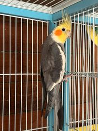 Calopsite maschio ancestrale adulto