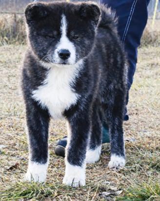 Akita inu