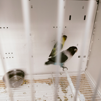 Coppia inseparabili personata