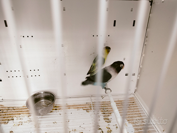 Coppia inseparabili personata