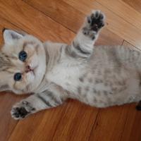 Stupendi british shorthair come peluches