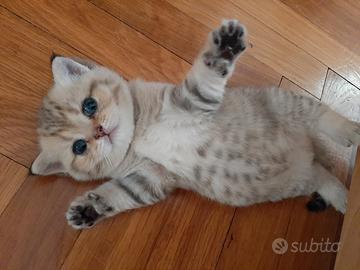 Stupendi british shorthair sani con pedigree