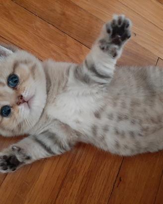 Stupendi british shorthair sani con pedigree