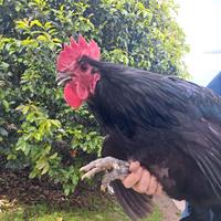 Scambio gallo australorp