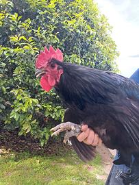 Scambio gallo australorp