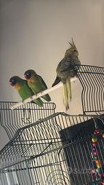 Inseparabili mascherati (Agapornis Nigrigenis)