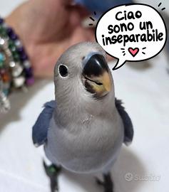 Inseparabile allevati a mano e SESSATI