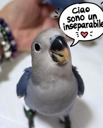 Inseparabile allevati a mano e SESSATI