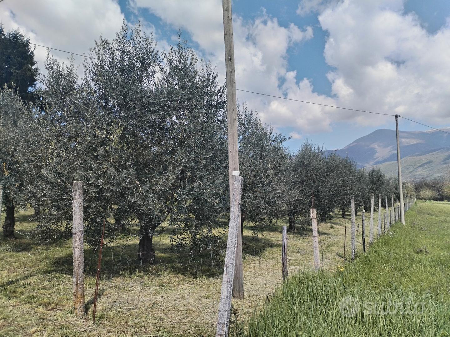 Terreno con piante d'olivo, prezzo trattabile - View 4