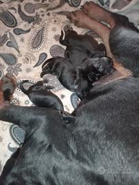 Cuccioli meticci rottweiler pastore