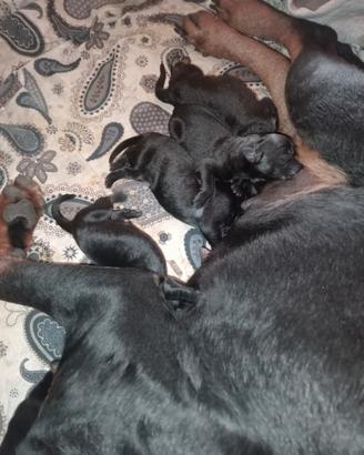 Cuccioli meticci rottweiler pastore