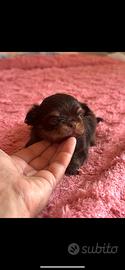 Chihuahua femmina cioccolato