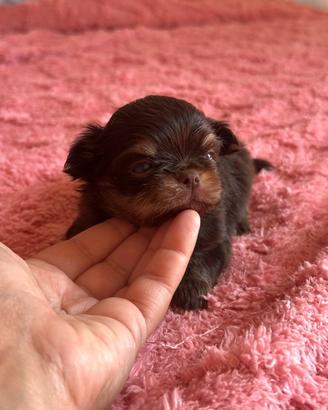 Chihuahua femmina cioccolato