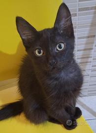 Gattino mix scottish/don sphynx(consegna)