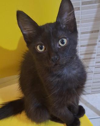 Gattino mix scottish/don sphynx(consegna)