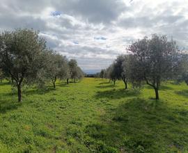 Oliveto 5000 mq 70 piante in produzione