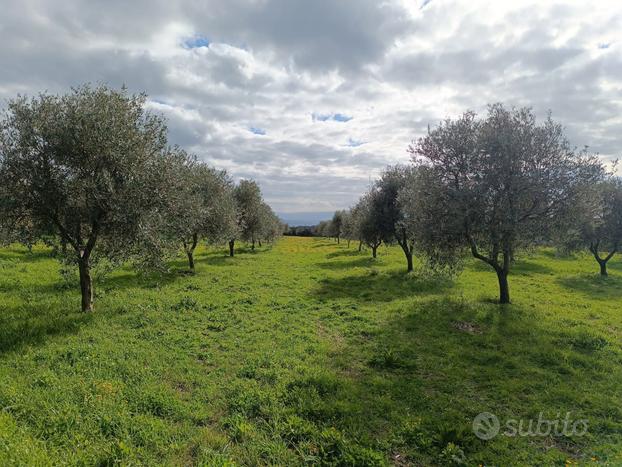 Oliveto 5000 mq 70 piante in produzione