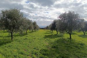 Oliveto 5000 mq 70 piante in produzione