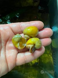 Lumache da acquario