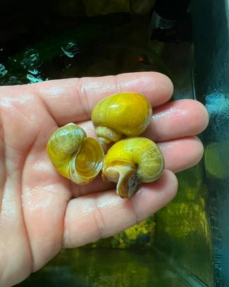 Lumache da acquario